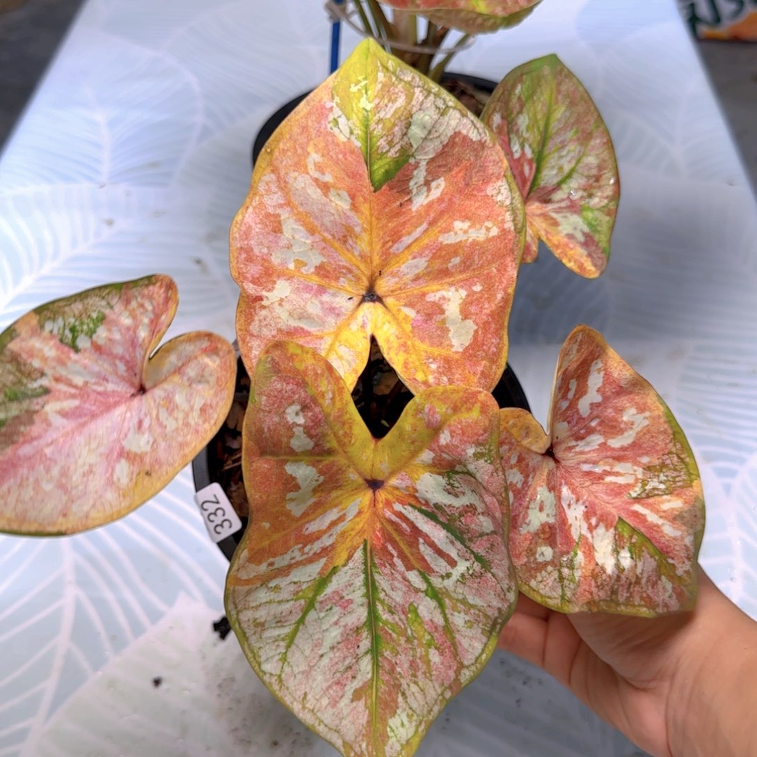 快***?泰国332-0811擎天柱粉