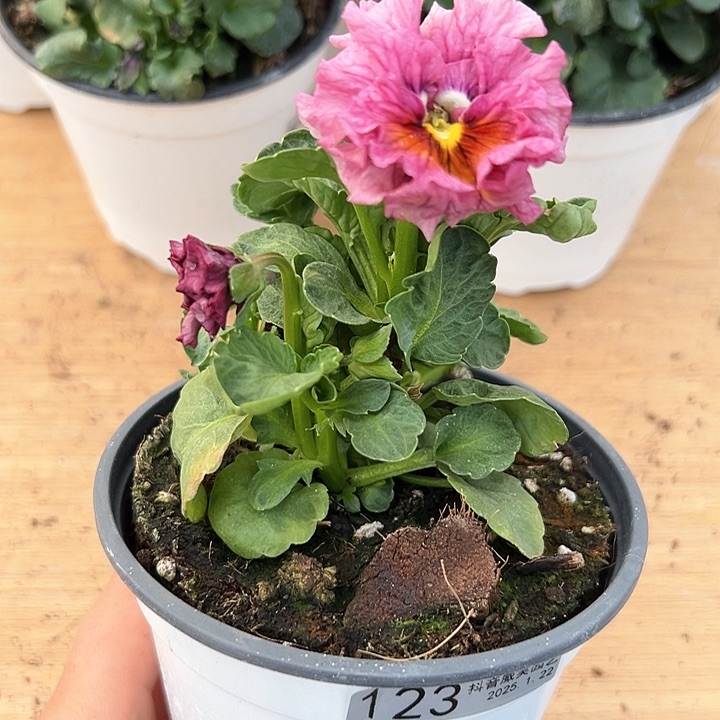 红陶抖音直播闪拍123