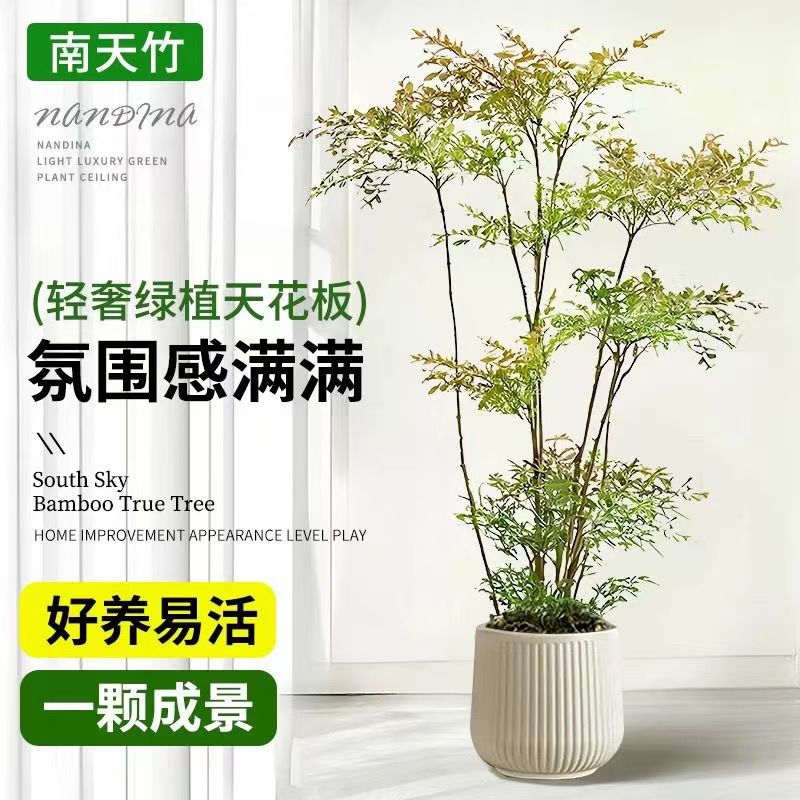爆款南天竹大型盆栽绿植室内外四季好养耐寒变色老桩绿植造景植物