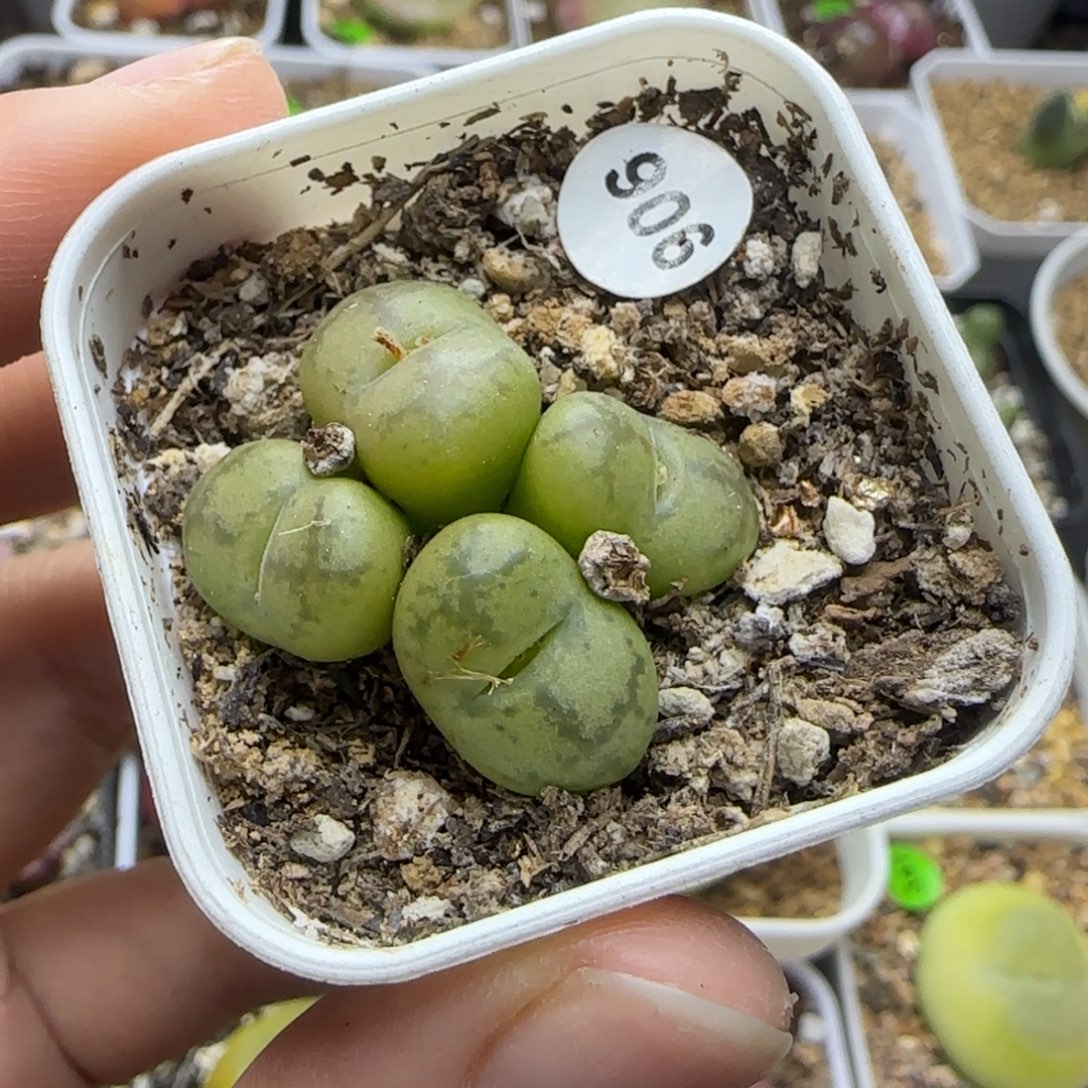 漂漂亮亮4头多肉带盆906