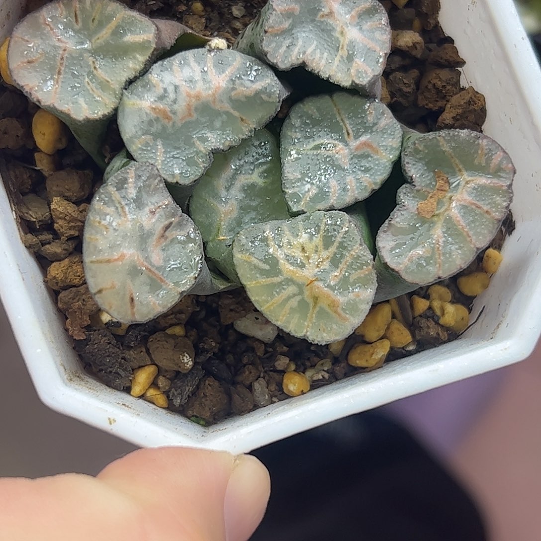 火烧云万象十二卷多肉植物