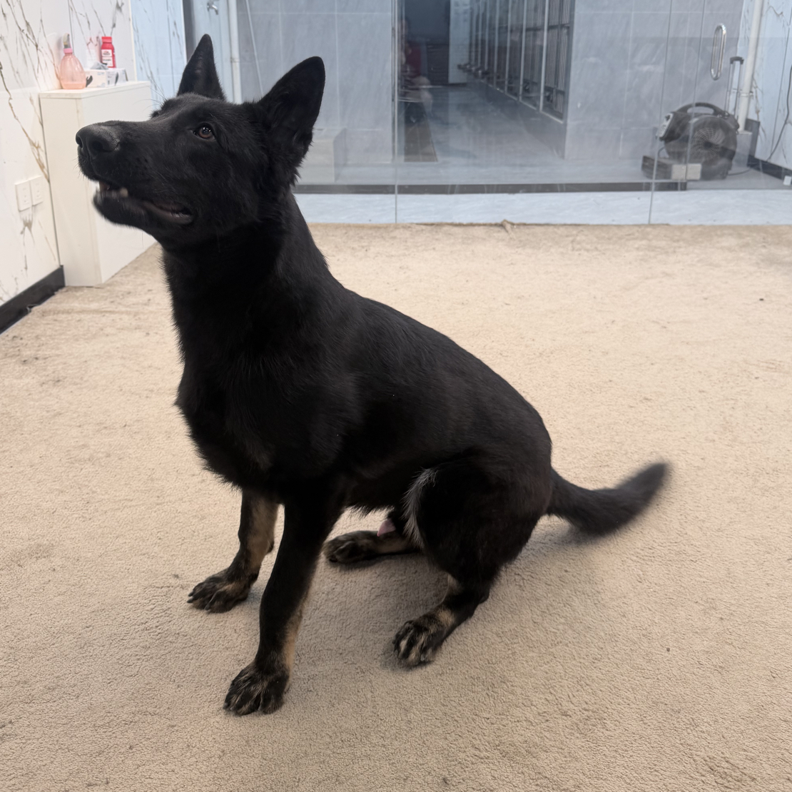 【戴斯名犬】东德牧羊犬 活体 狗狗 