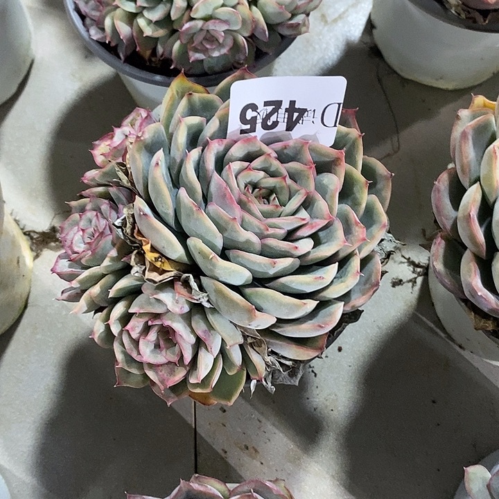 最***心425猎户座多肉植物多肉