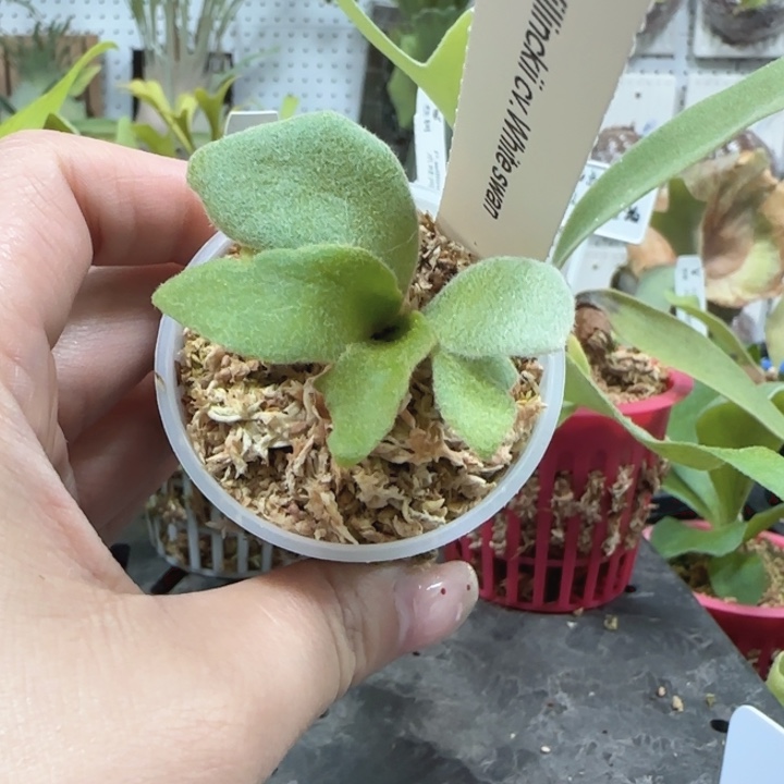 白天鹅鹿角蕨喔喔喔