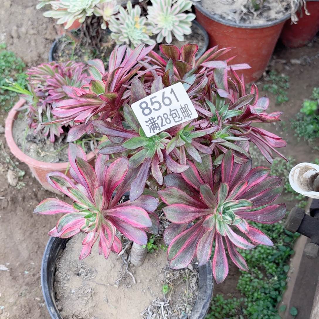 W. 8561巫毒拉丝多肉有砍