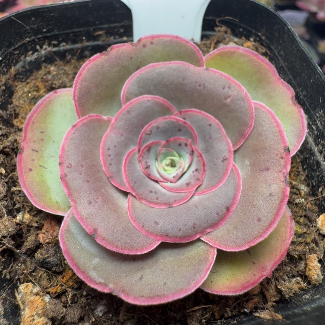 不送盆土-868-冠幅  4Cm