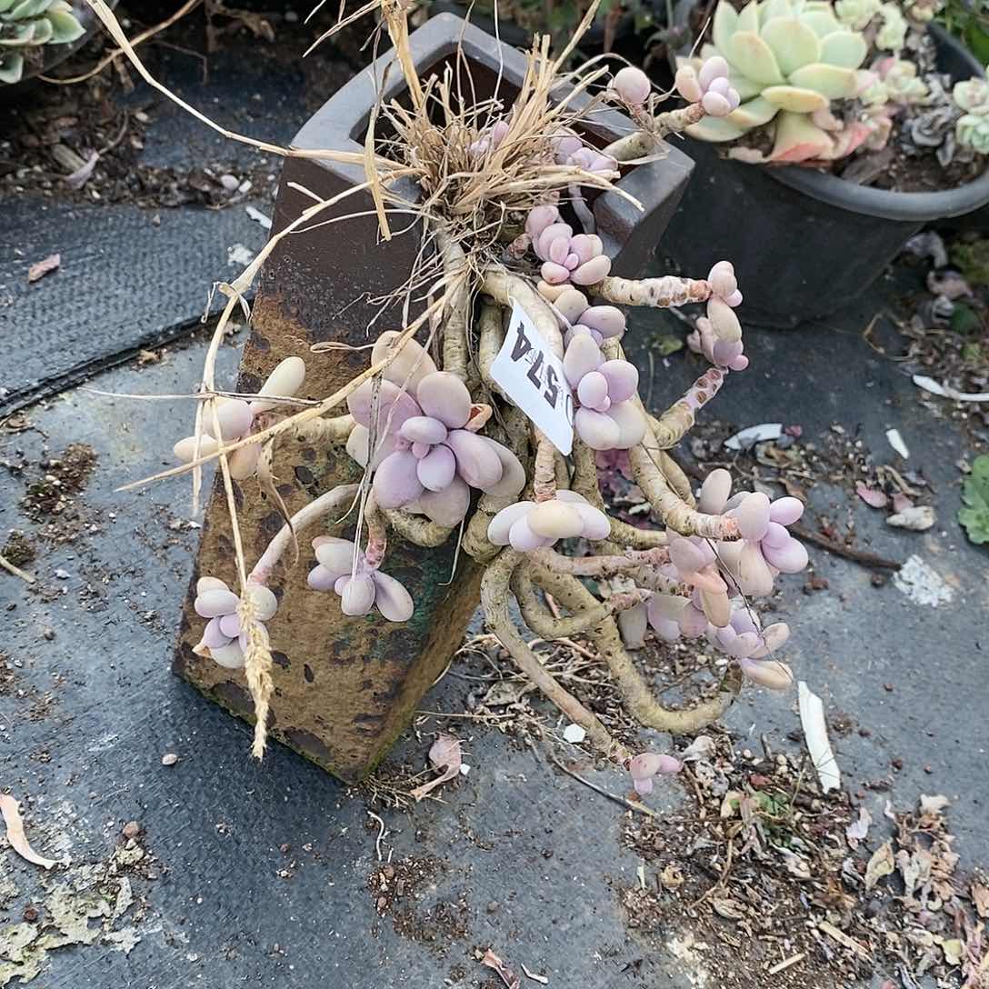 元***友574桃蛋多肉植物