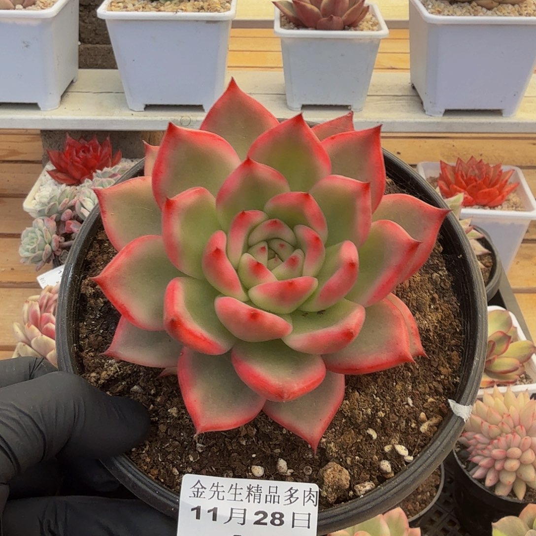 1128-12摩根锦单头