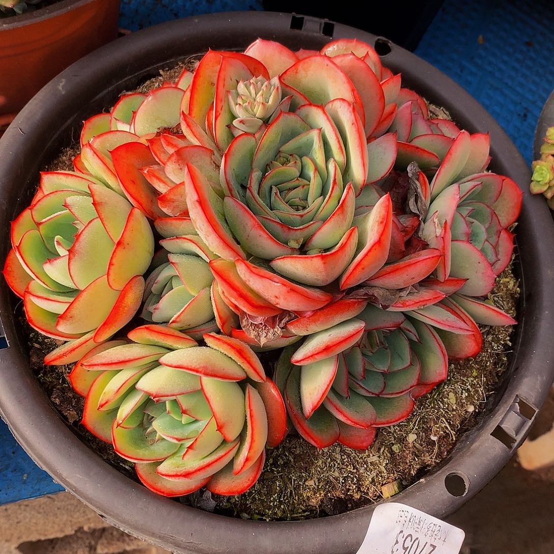 暮***雨岩 牡丹亭多肉27053