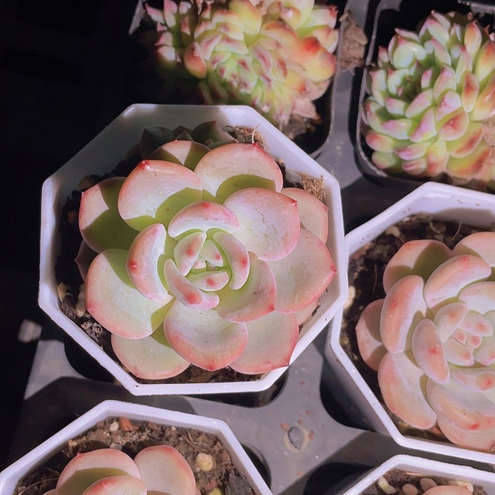 丫*精品1-1多头小粉多肉植物