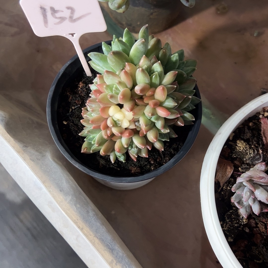 @***呀萝莉美人152号多肉