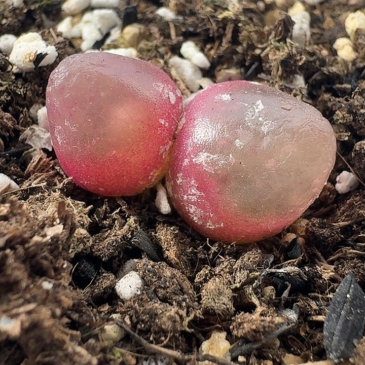 老马生石花灯泡2321