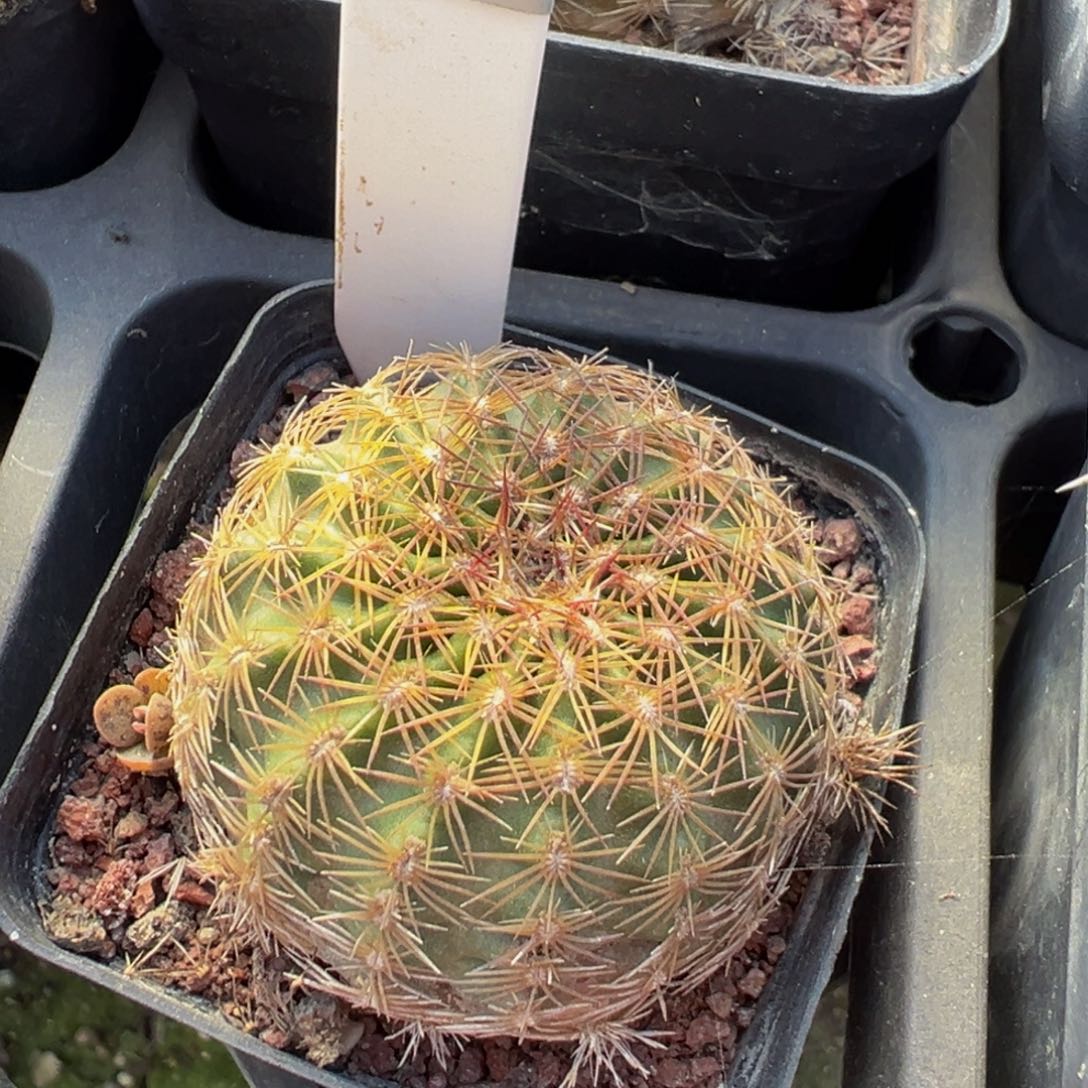 150实生根香花青花虾多肉植物带盆土