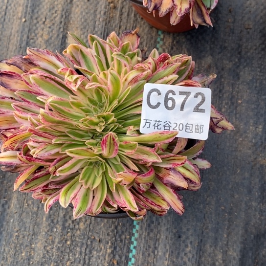 672微锦锦缀多肉植物