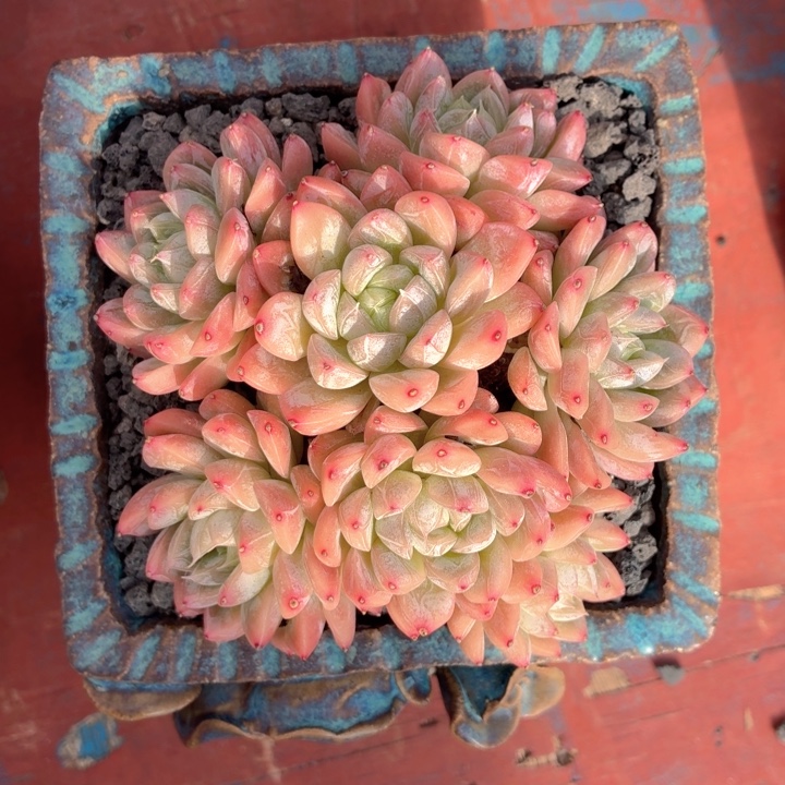 多肉植物 安妮一物一拍-4