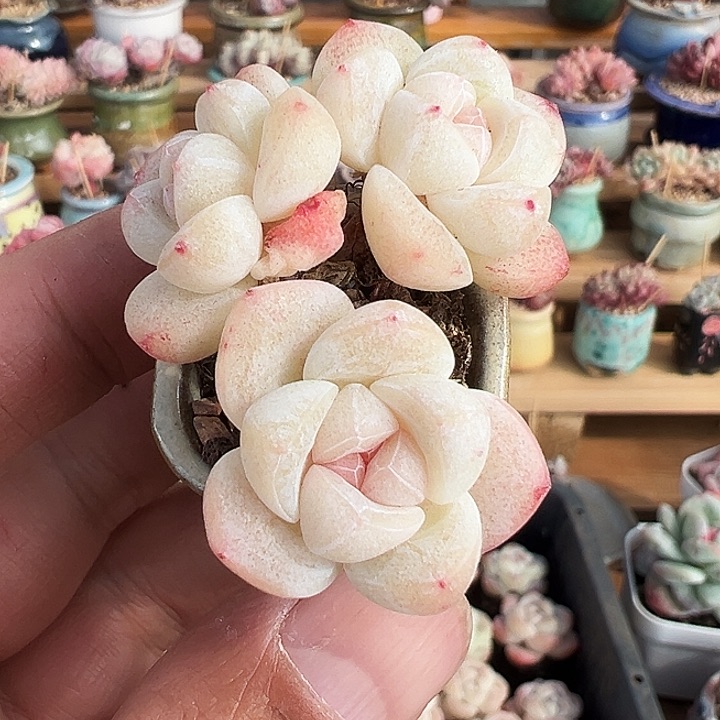 多肉三头长腿冰玉老桩1264