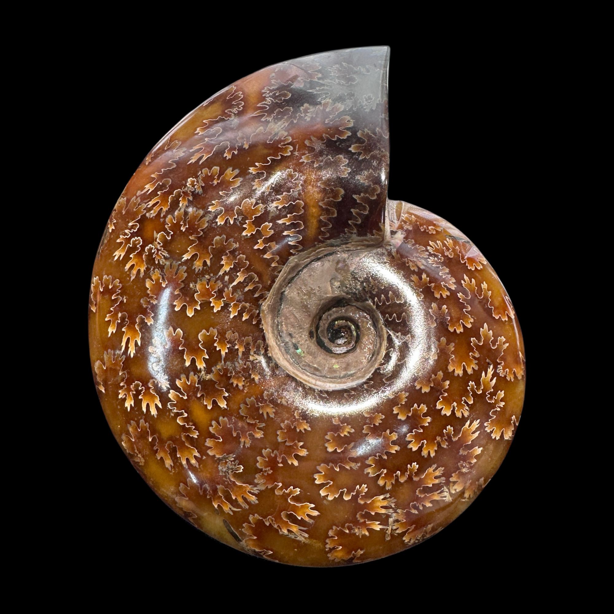 【 叶菊石（手把件）】尺寸143.4mm 玉化 马达加斯加 古贝壳 N2