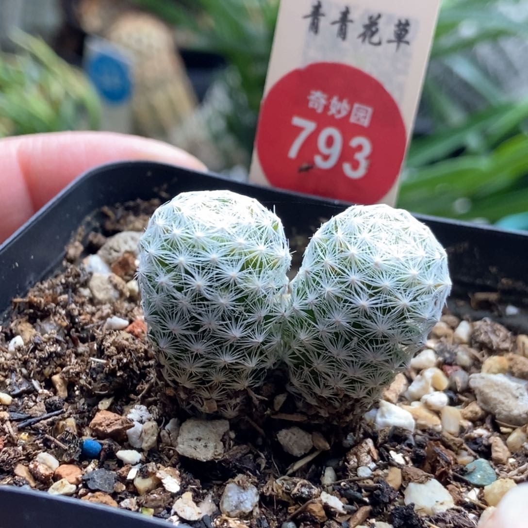 实生双头白鸟一颗仙人球