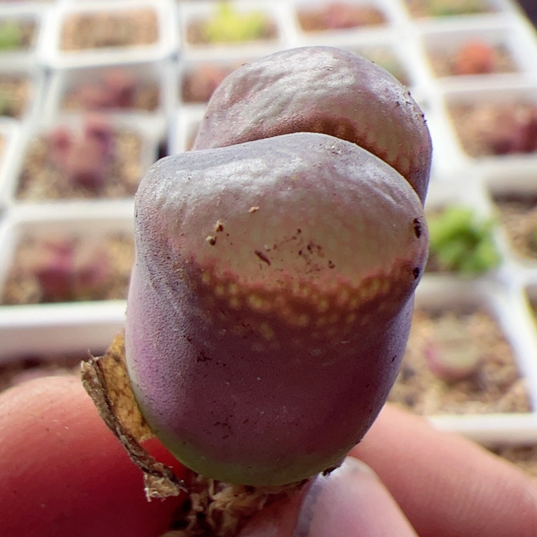 微瑕风铃玉333333333