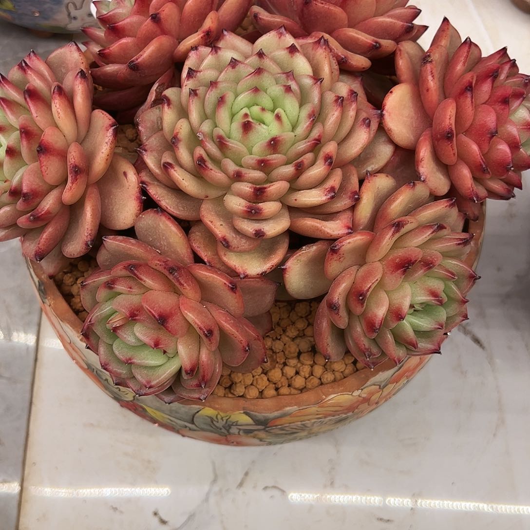 碧翠丝11111111111111