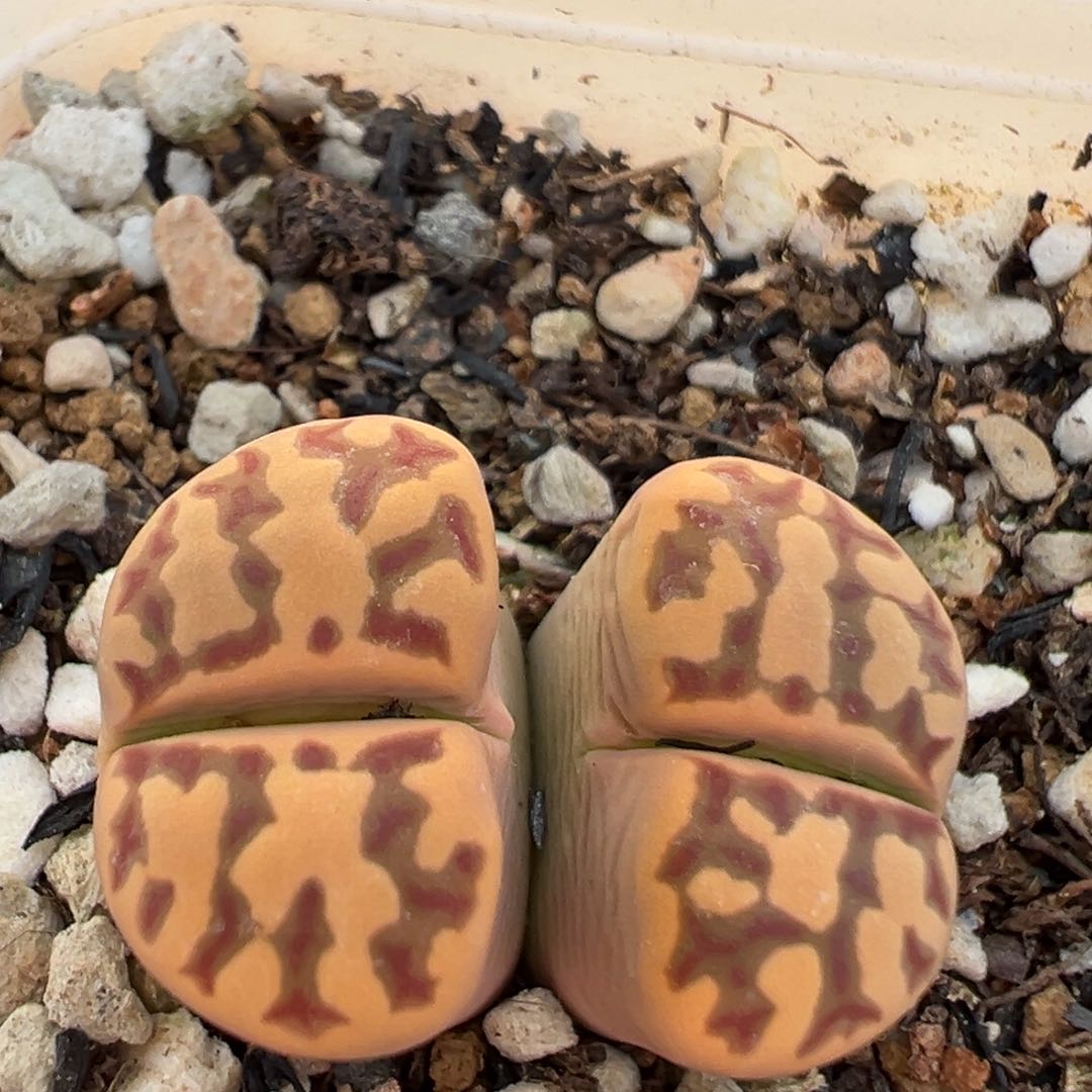 207多肉植物百科知识