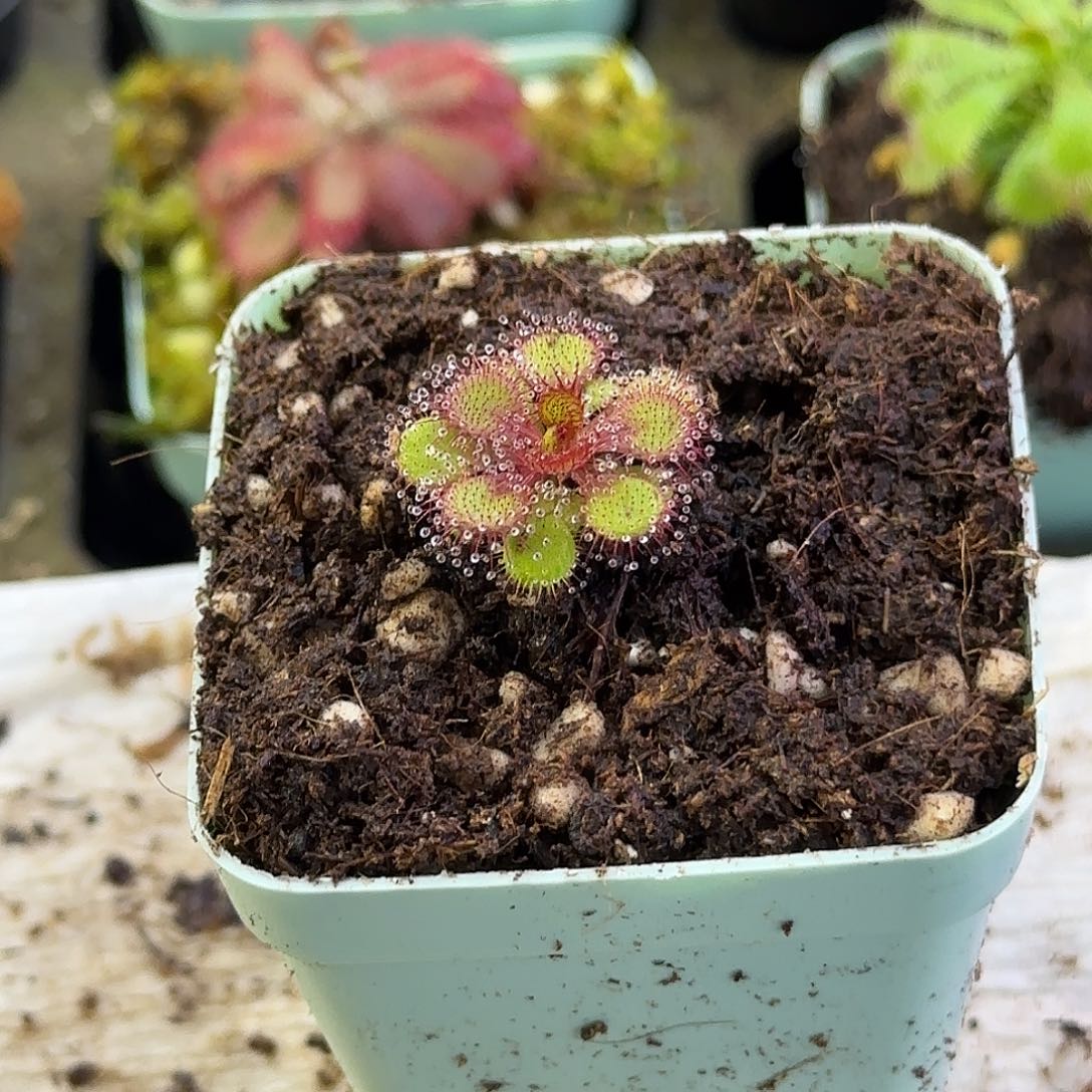 完全开放劳瑞球根茅膏菜