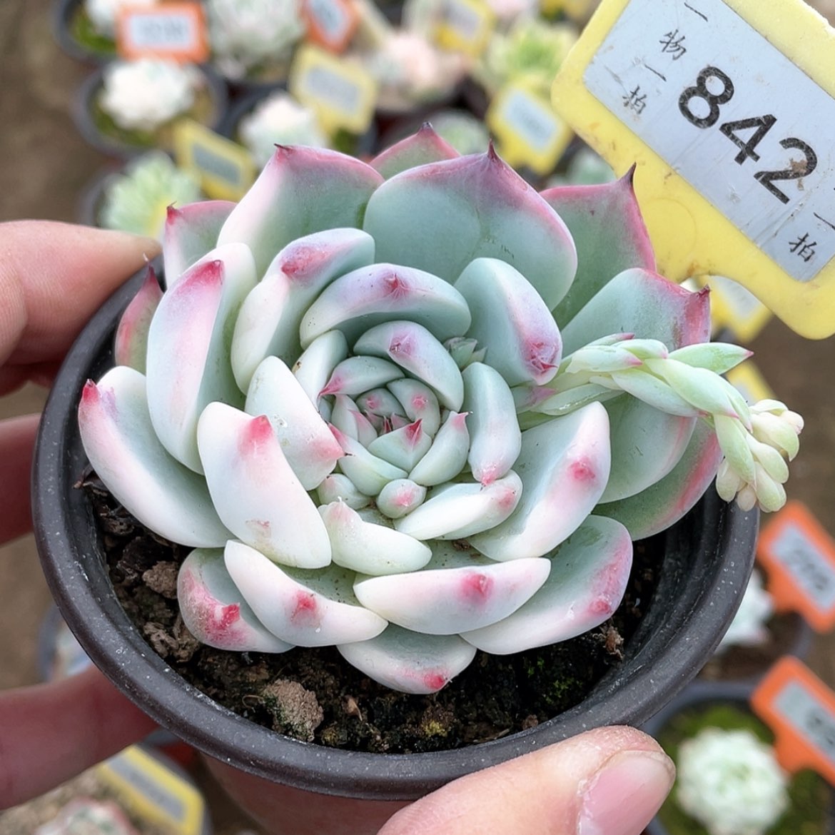 【闪购商品】842号