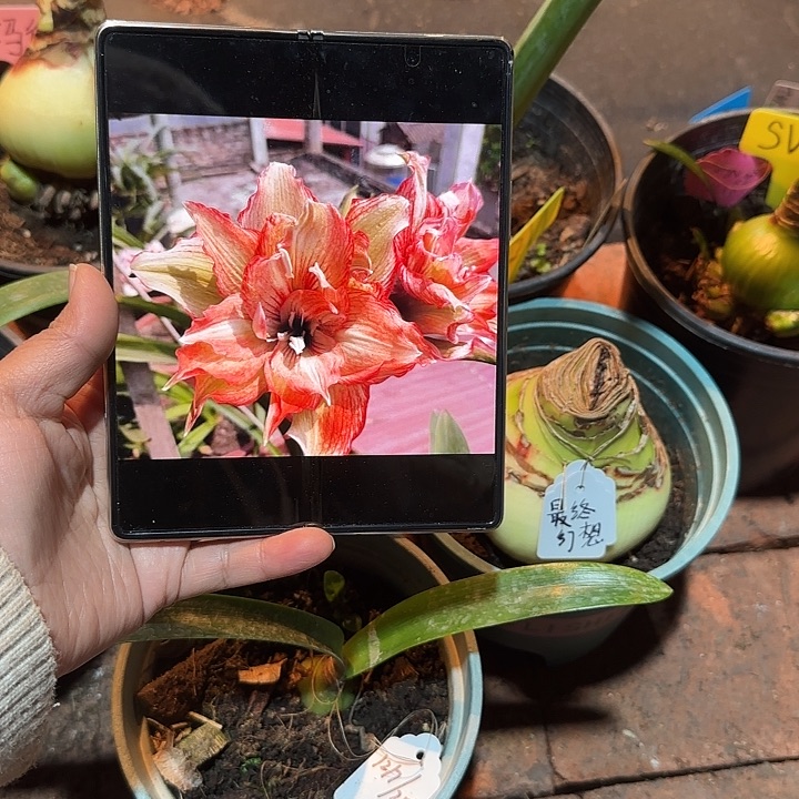 亚瑟王2.8厘米可寄养朱顶红