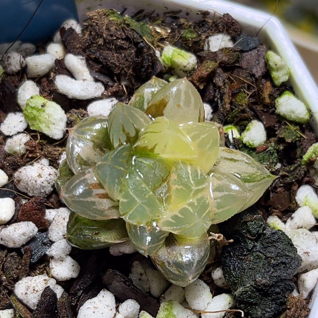 恭喜发财大吉大利706