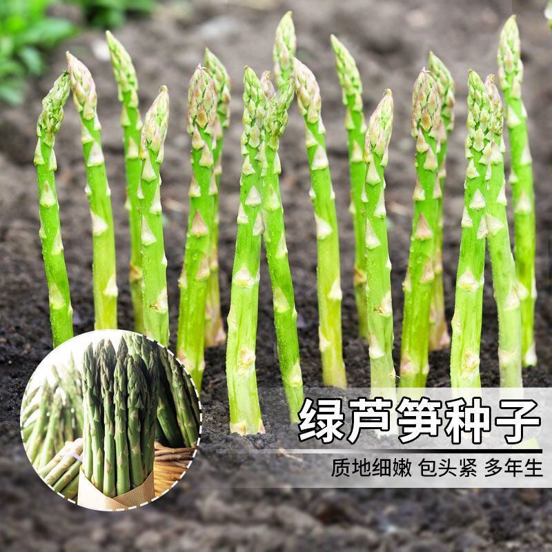 【芦笋种子】四季播种蔬菜之王进口紫芦笋绿芦笋种高营养蔬菜种子