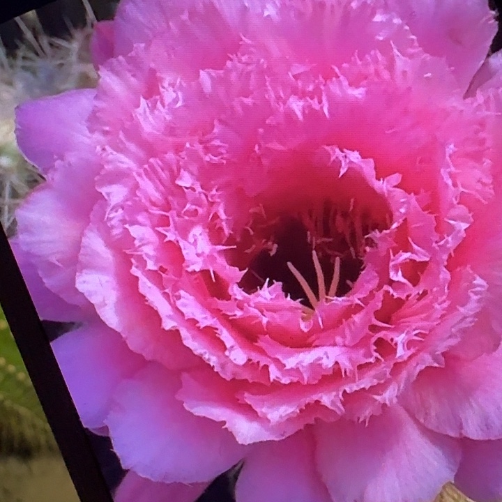 妃子笑侧芽5公分左右毛花柱（20包邮）