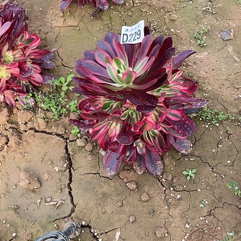 229美杜莎不包断枝