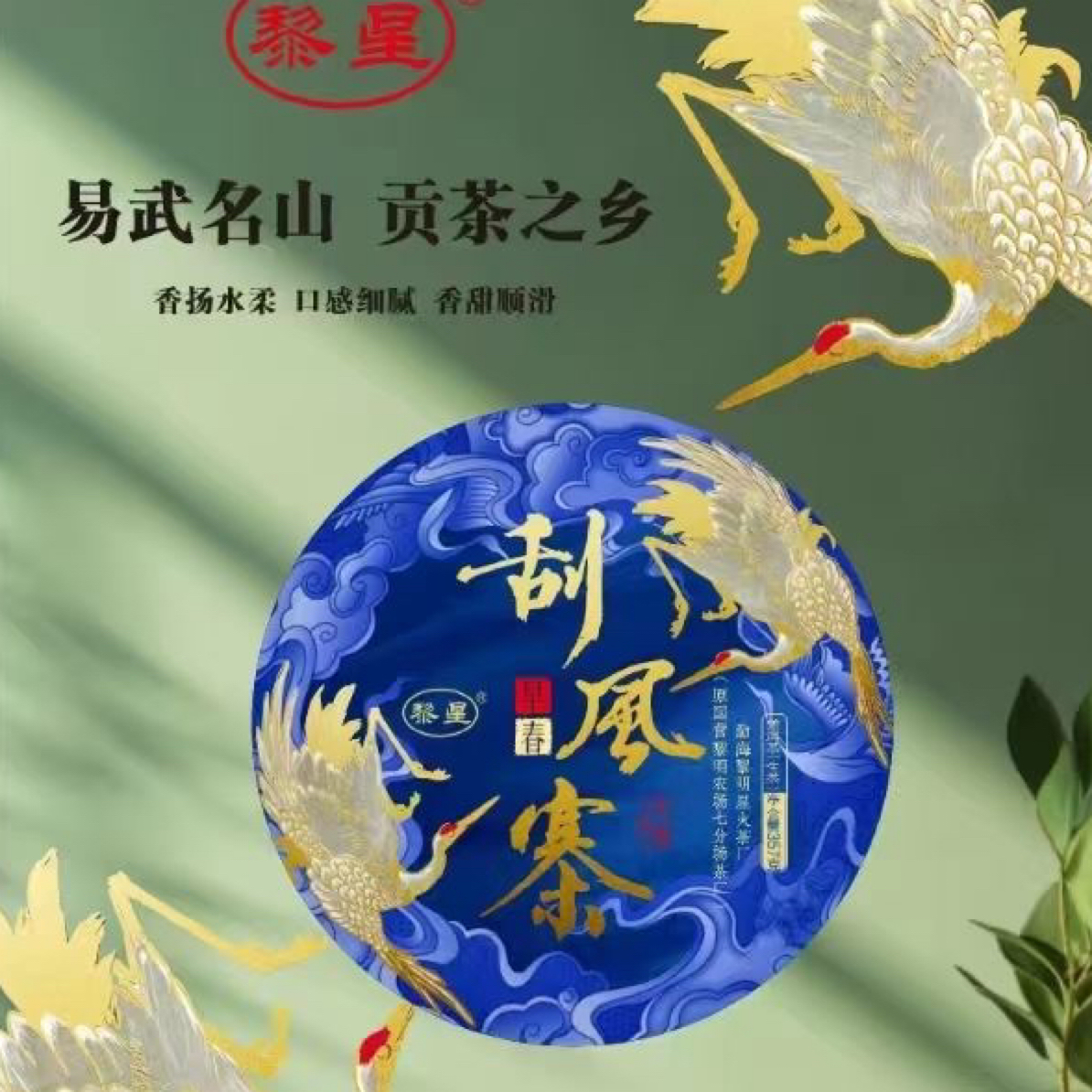 2024 年易武刮风寨生茶 香气高扬 口感鲜爽甘醇 回甘生津持久