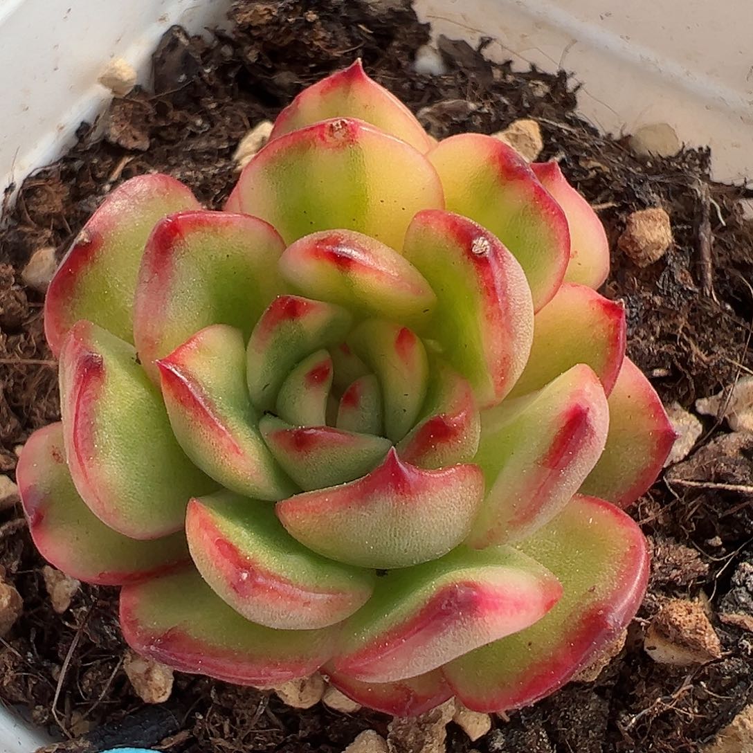 保利安娜锦，花脸拉丝锦