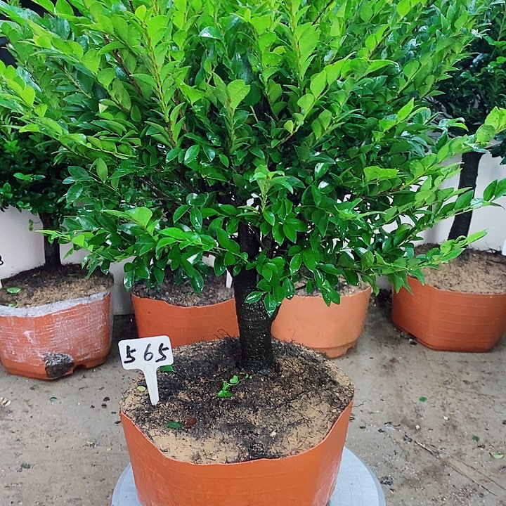 当前无花栽培后可以开花
