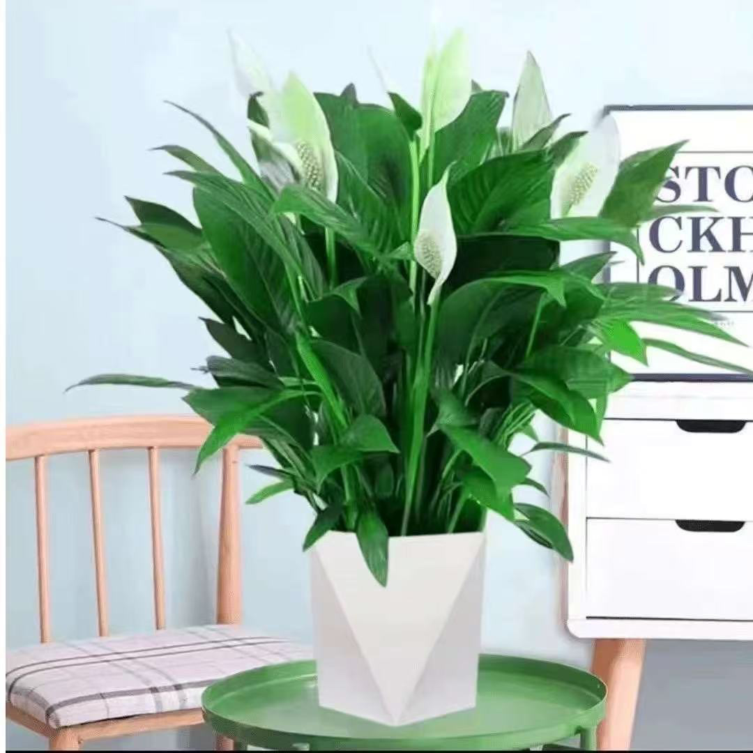 白掌一帆风顺盆栽室内客厅办公室绿植净化空气水培土培四季易活