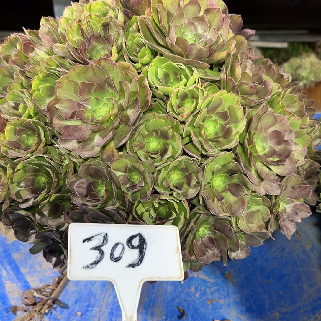 多肉植物万圣节法师309