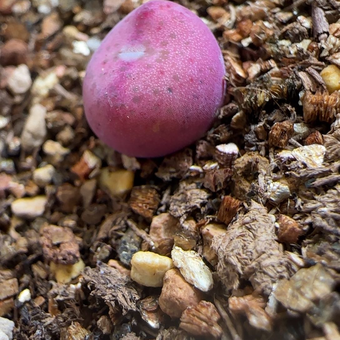 丁*13-149p p p p p po