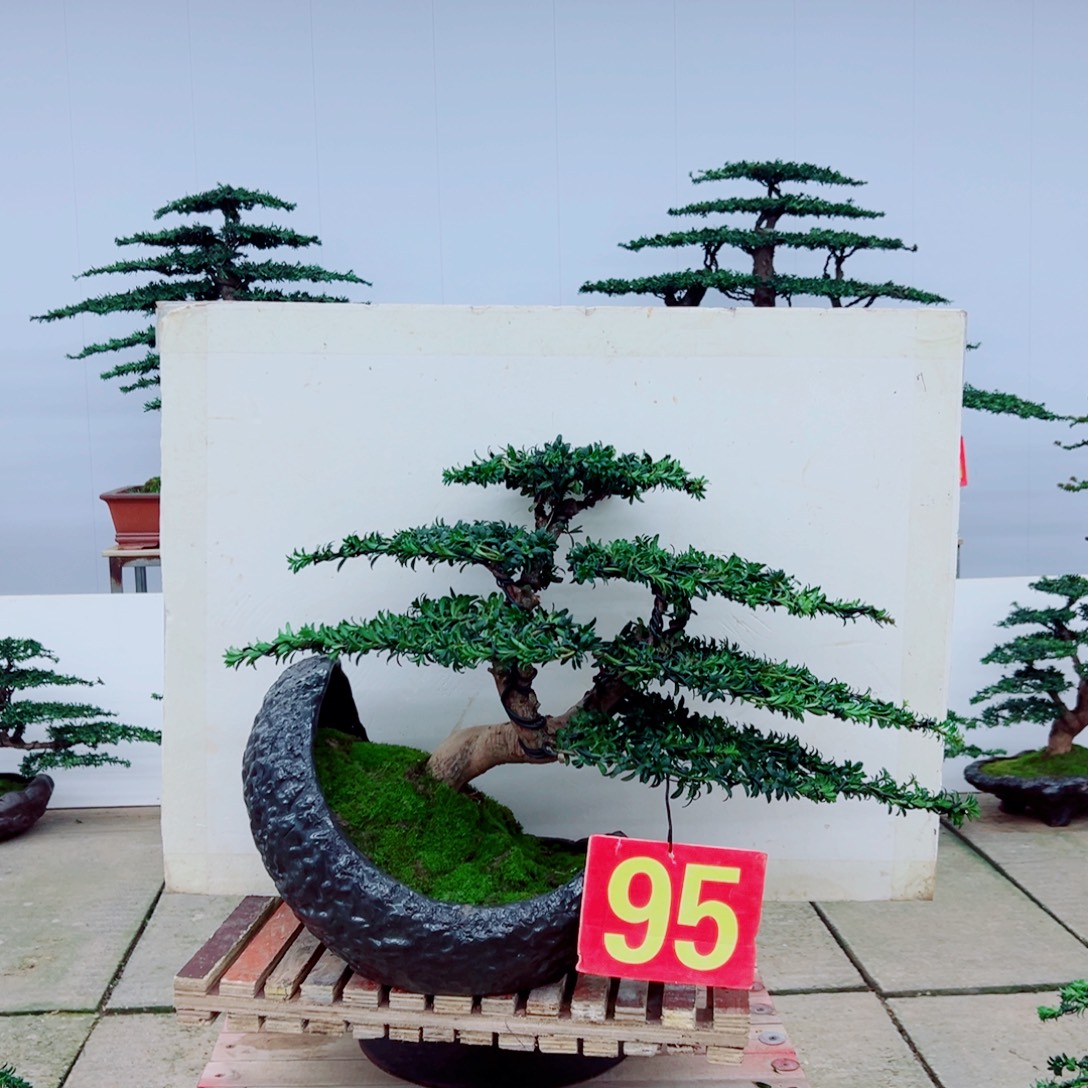 骑***马无花朵罗汉松盆景造型艺术树