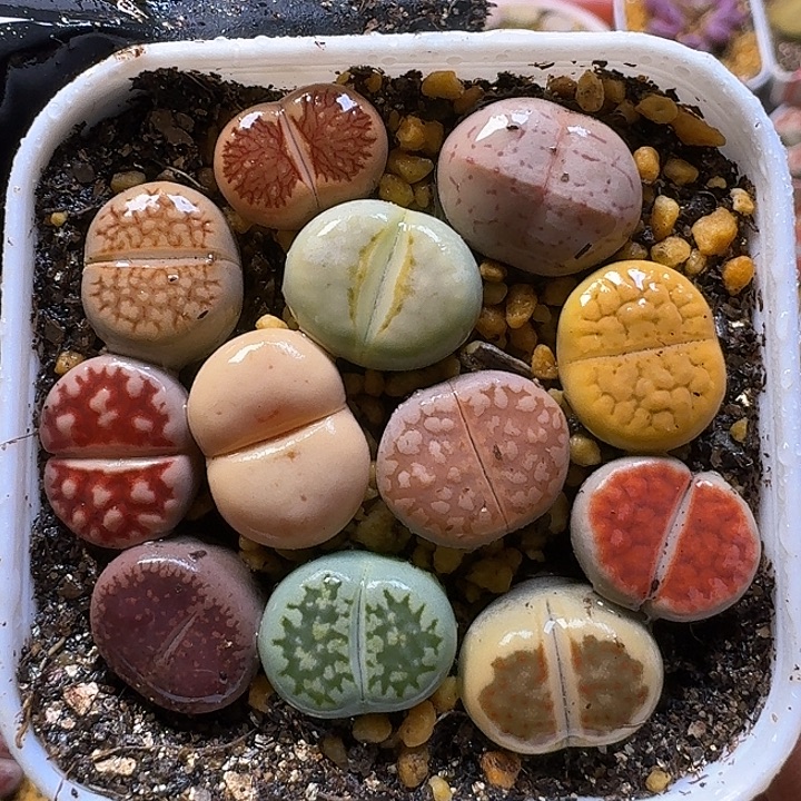 生石花1111122。  200
