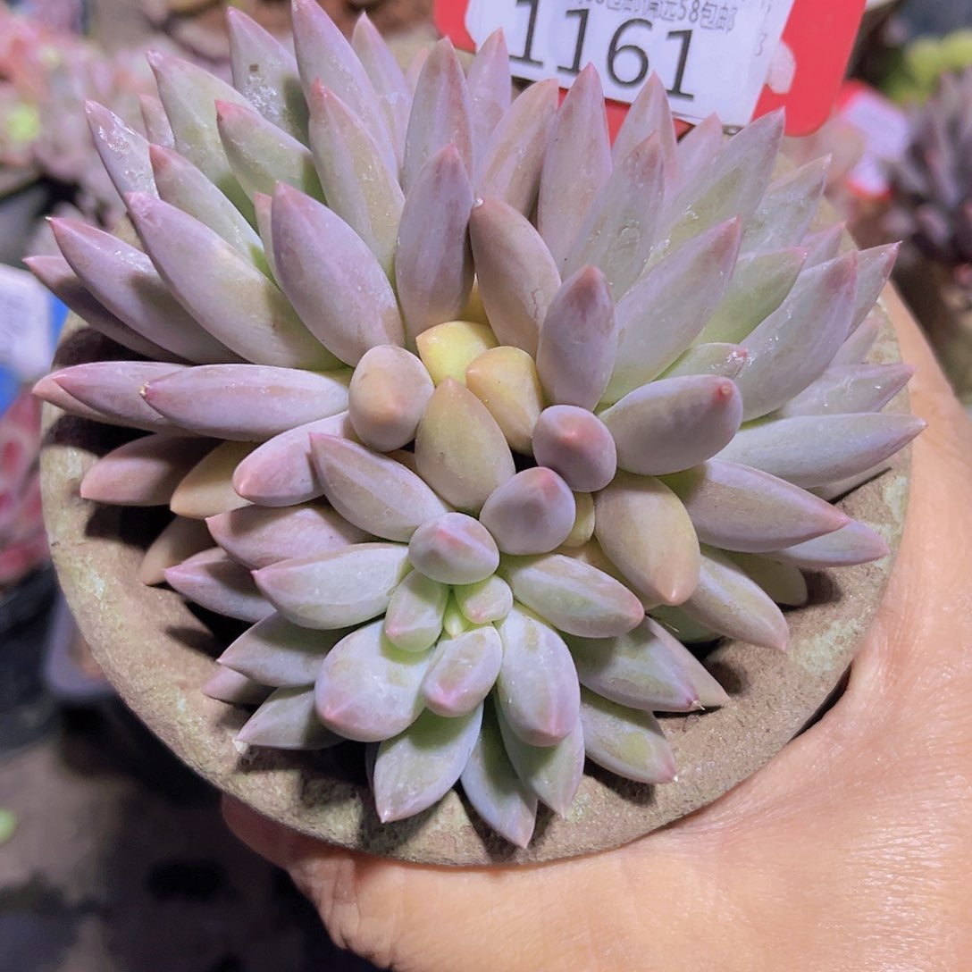 1161黄体红蜻蜓。