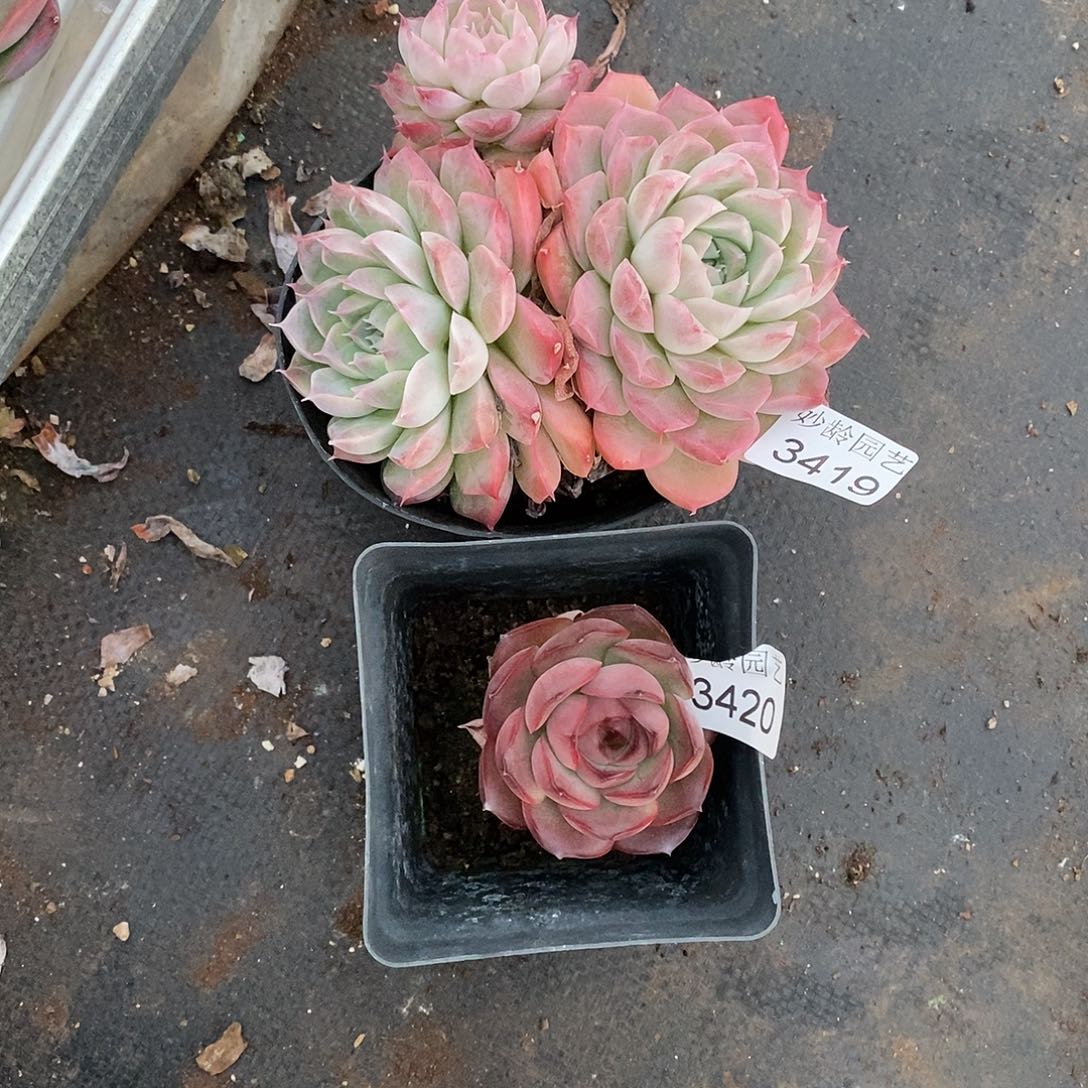 栖***头3419.3420杂交老桩基地～12，5厘米