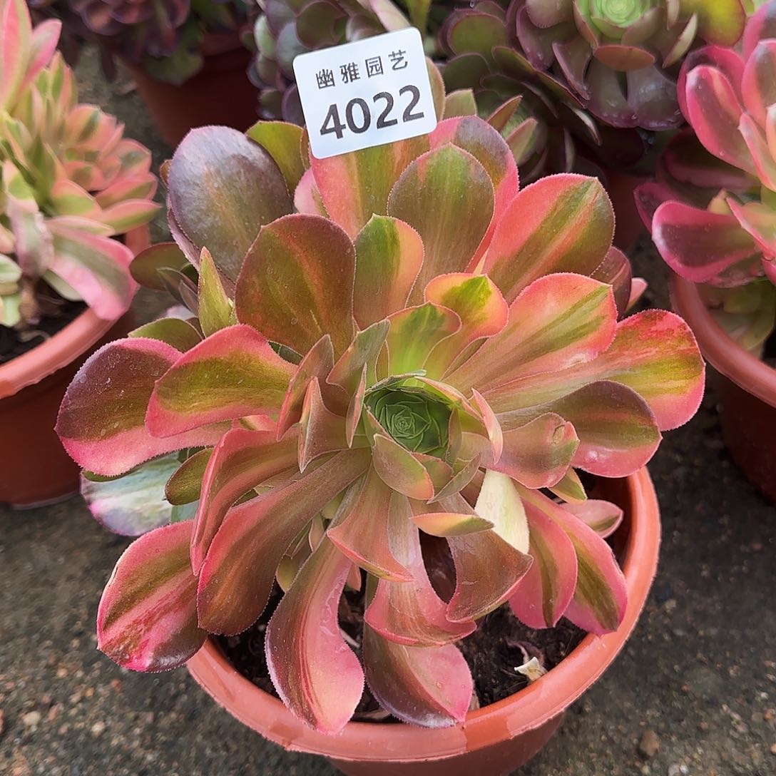 多肉植物七彩4022