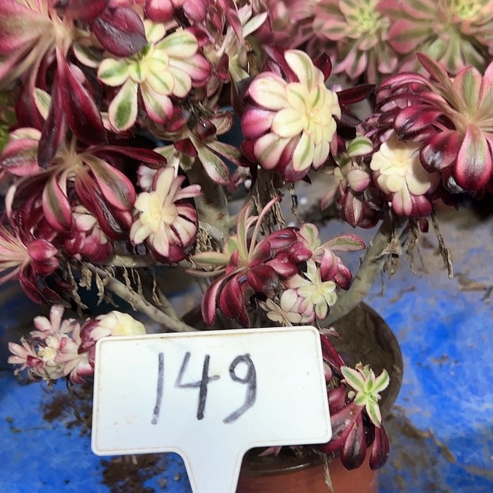 多肉植物香奈儿法师不售后