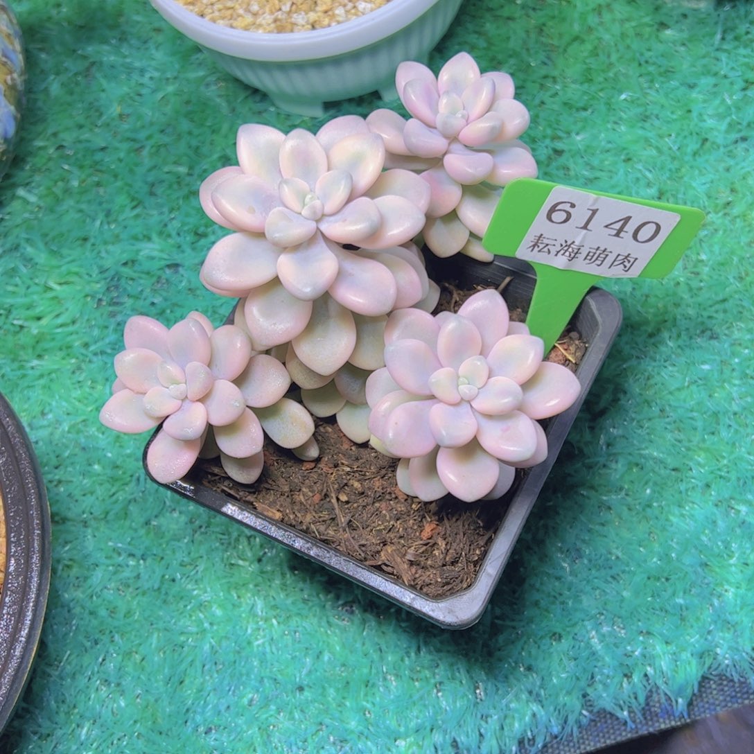 艾伦锦6140多肉植物
