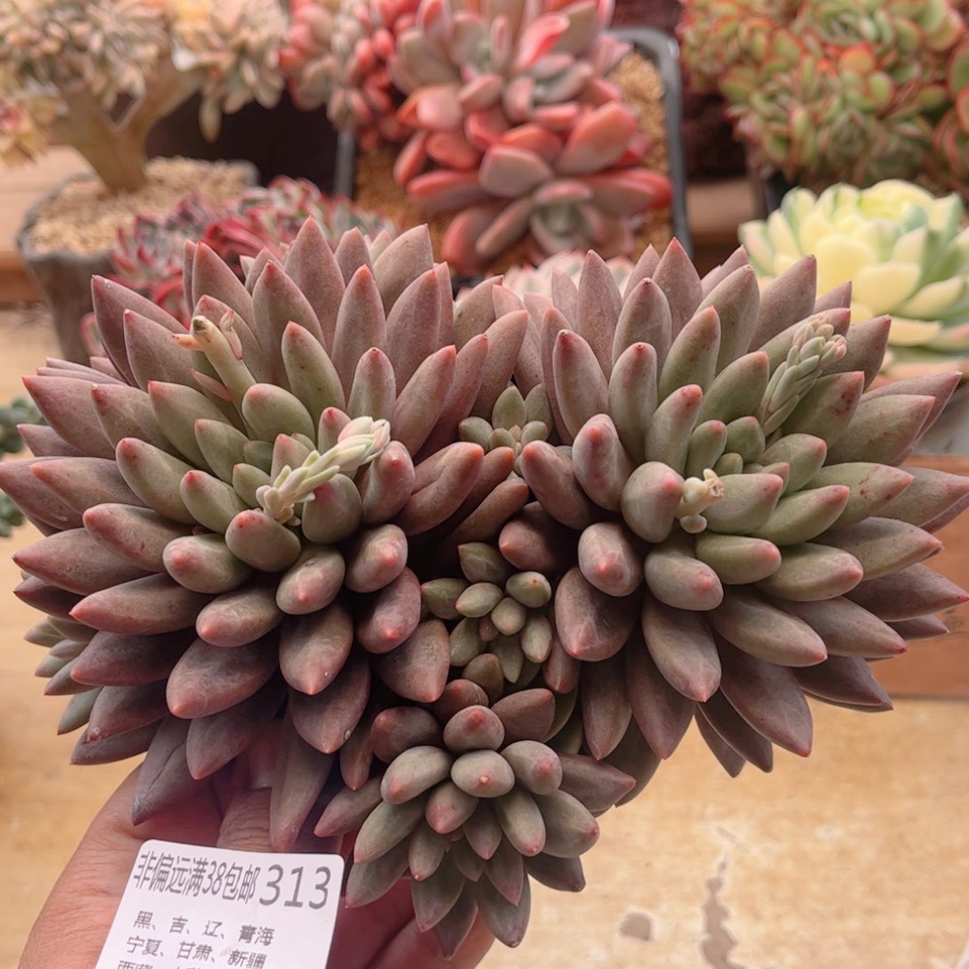 313水晶球德华多肉