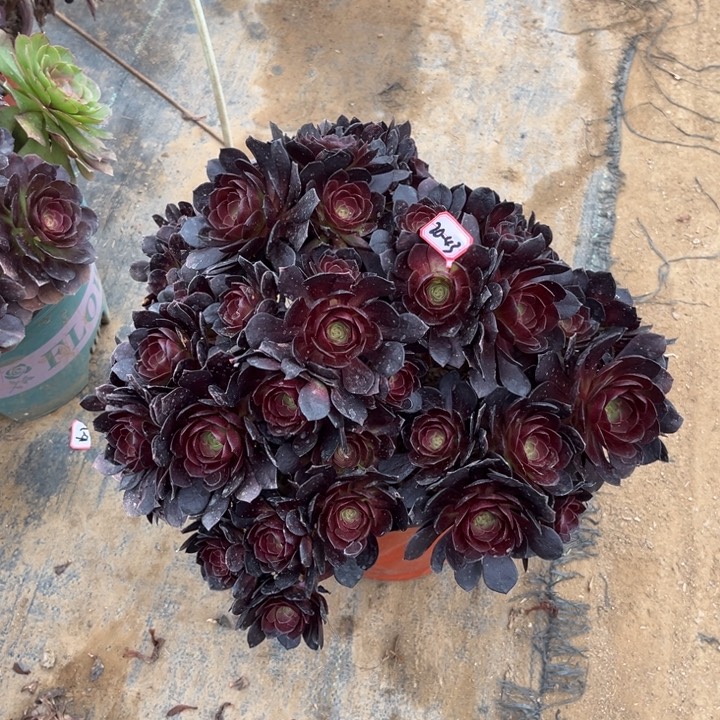 20-43赤焰莲朵朵多肉植物