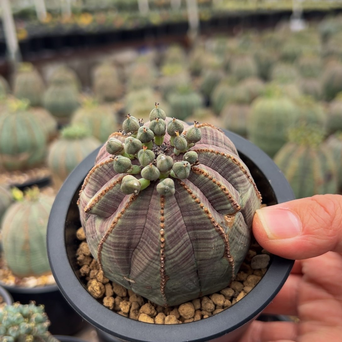 紫皮欧系实生布纹球