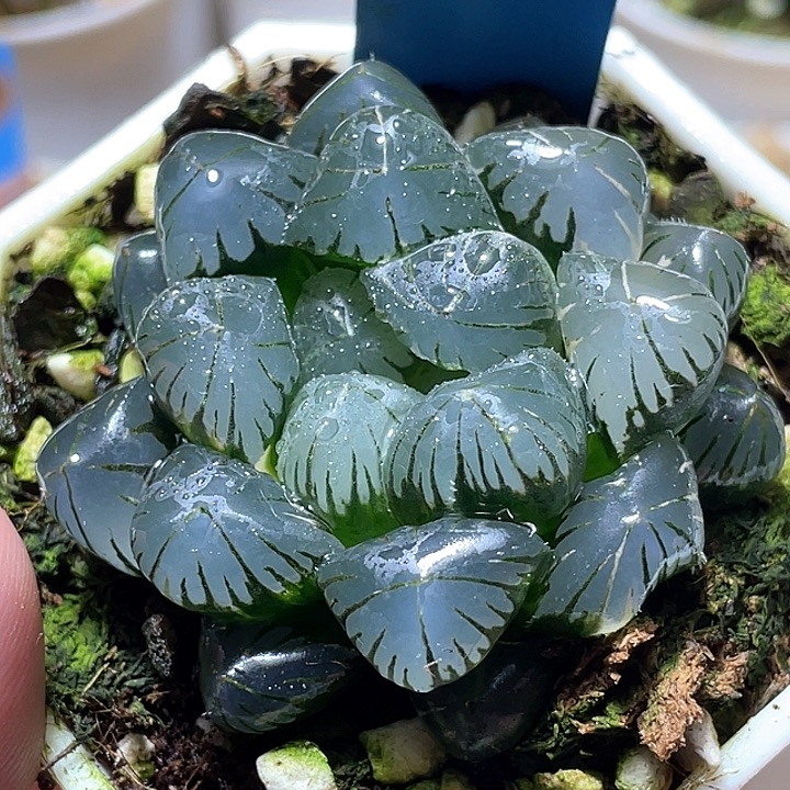 封***尼537地泉玉露特選福利