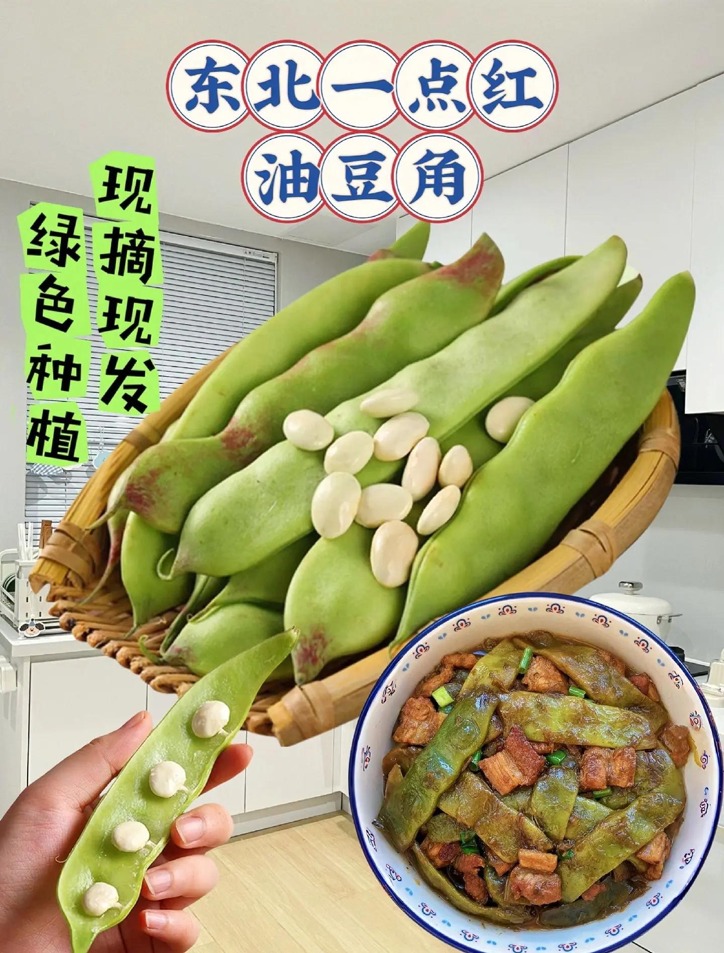 东北油豆角新鲜现摘地油豆开锅烂农家蔬菜